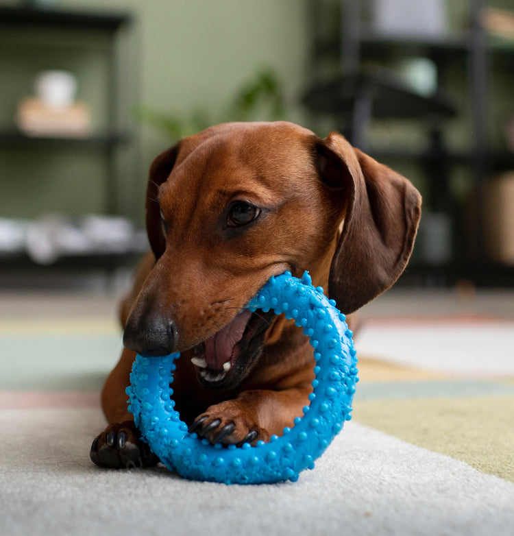 Fetch Toys